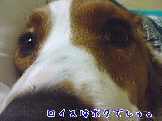 d0013149_8185085.jpg