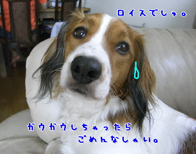 d0013149_9105349.jpg