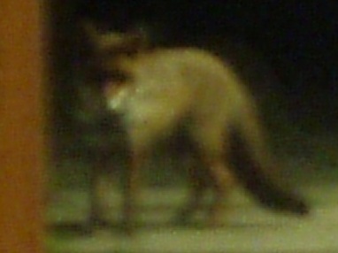 e0018350_8385341.jpg
