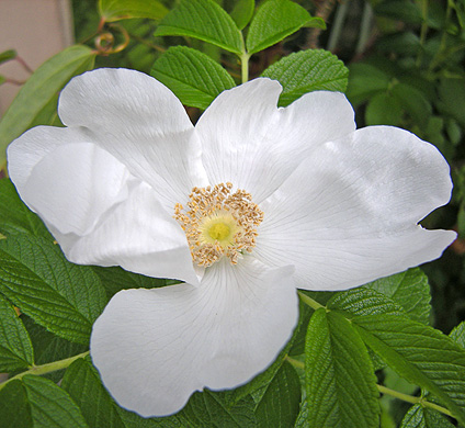 a0001354_2228445.jpg