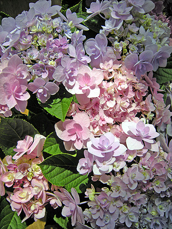 a0001354_22344728.jpg