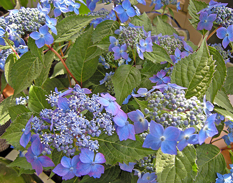 a0001354_22361377.jpg