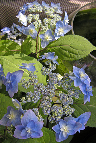a0001354_22363520.jpg
