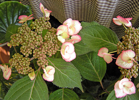 a0001354_22371612.jpg