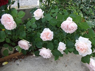 a0104162_2217462.jpg