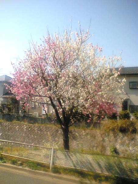 c0004193_22403956.jpg