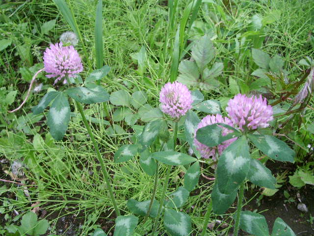 e0025300_23482638.jpg