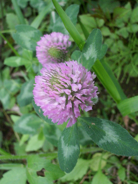 e0025300_2348452.jpg