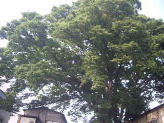 d0107605_0492310.jpg