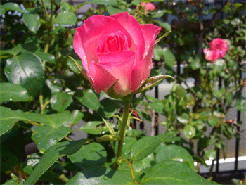 c0143711_2011195.gif