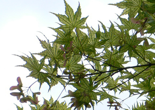 f0060424_2321616.jpg