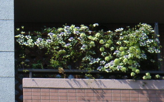 d0044825_1625953.jpg