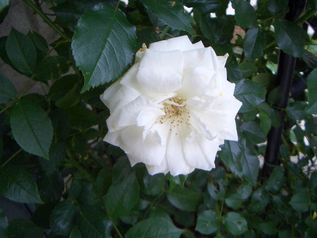 c0146637_1921074.jpg