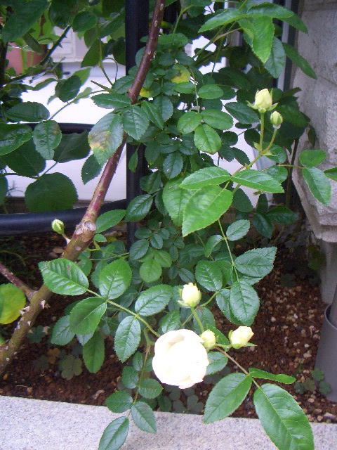 c0146637_192389.jpg