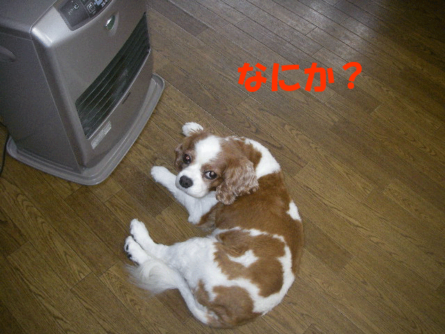 c0136838_17325879.gif