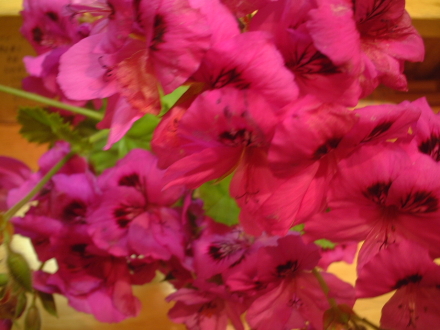 c0155539_2521310.jpg
