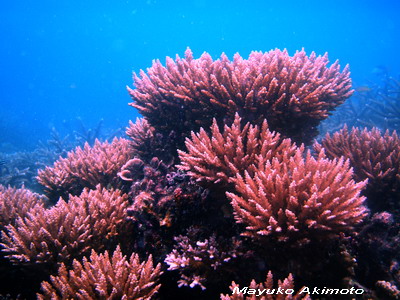 e0027447_17442725.jpg