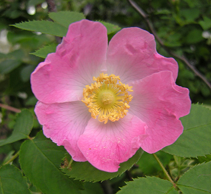 a0001354_19132519.jpg