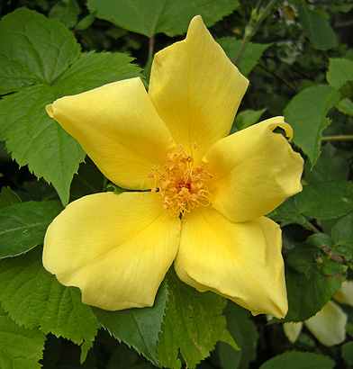 a0001354_1961776.jpg