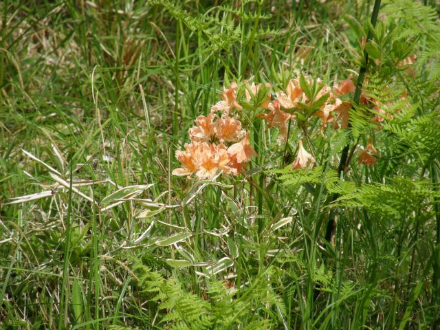 c0042869_21303277.jpg