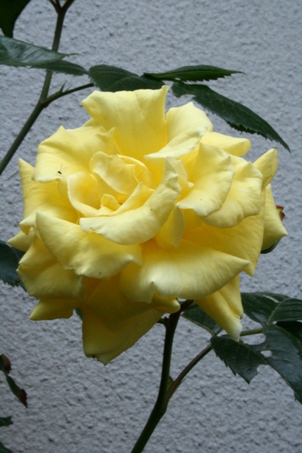 b0139477_21374946.jpg