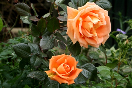 b0139477_21461137.jpg