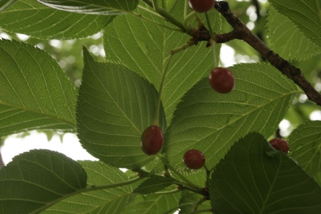 c0108981_22274781.jpg