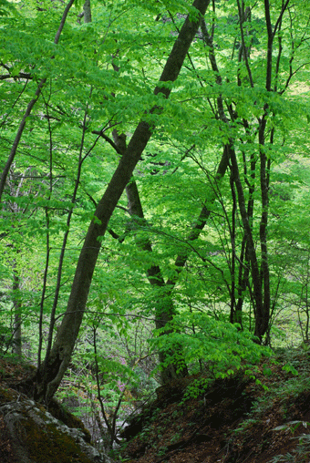 f0032481_23194991.gif