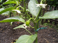 f0130894_20533397.jpg