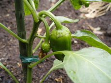 f0130894_20534850.jpg