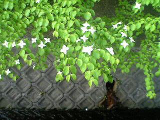 d0150395_21272849.jpg