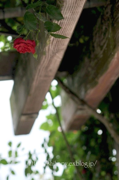 e0011137_4145035.jpg