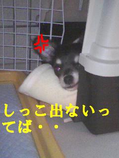 b0122046_1201045.jpg