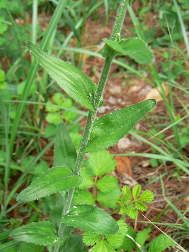 d0091754_1455750.jpg