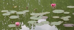 e0041168_9455819.jpg