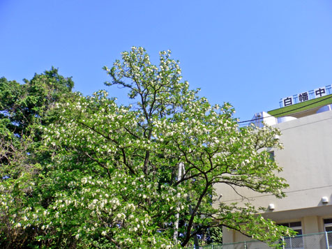 e0112077_8285910.jpg