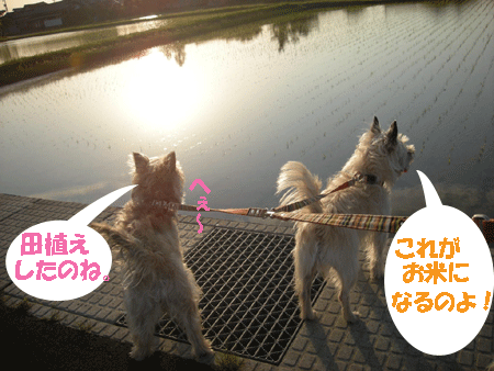 e0066883_21213682.gif