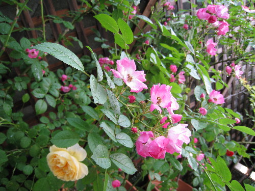 c0132387_0204823.jpg