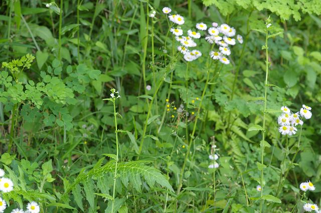 e0070891_20163038.jpg