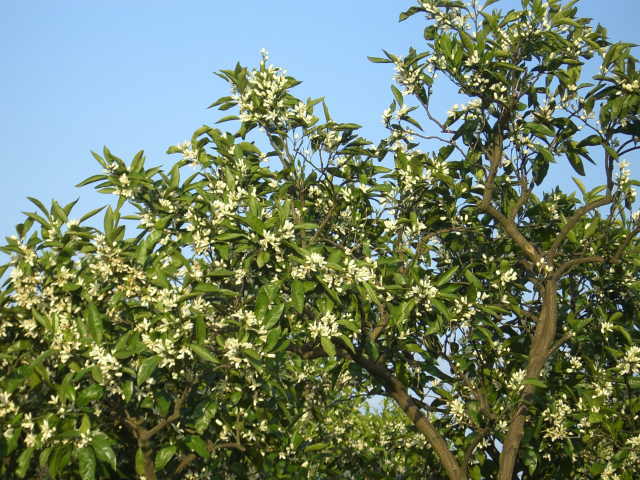 c0087392_0183234.jpg