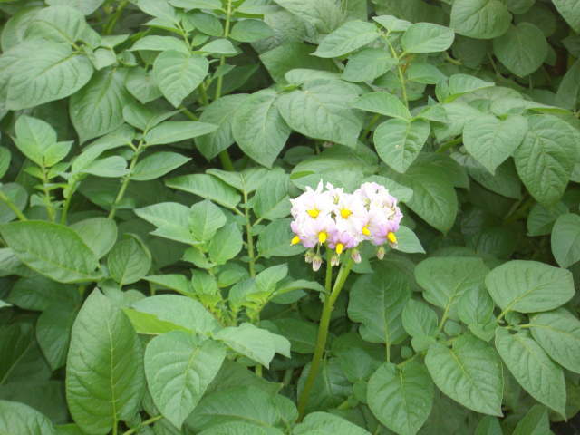 c0087392_0203890.jpg