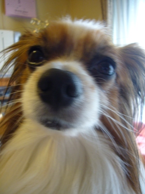 e0100046_20265743.jpg