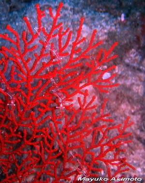 e0027447_12131569.jpg