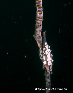 e0027447_1221021.jpg