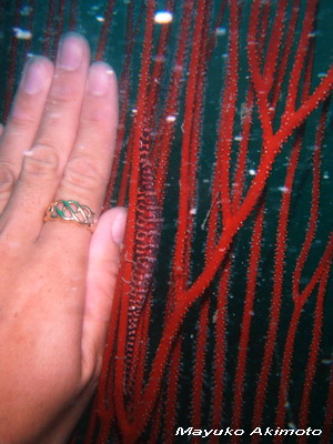 e0027447_12293770.jpg