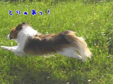 d0013149_82227.jpg