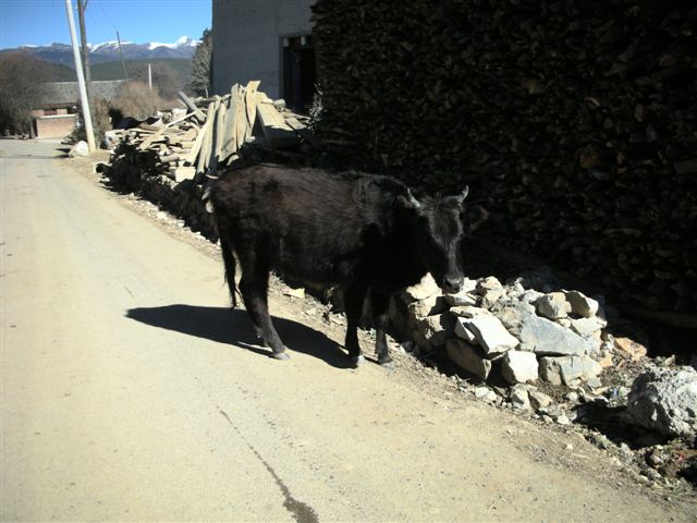 c0110871_12464021.jpg