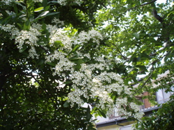 f0130894_16595373.jpg