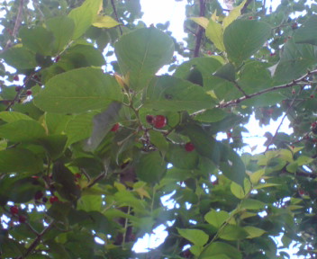 a0071595_2291070.jpg