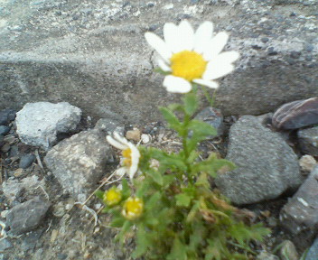 f0036223_8114848.jpg